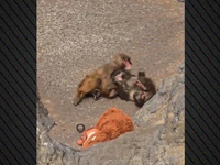 Ο μικρός πίθηκος Punch βρήκε συντροφιά- ΒΙΝΤΕΟ