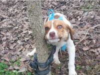 Κτηνωδία στην Καρδίτσα: Κακοποίησαν κουτ...