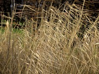 Πάτρα: Πόσες καταγγελίες έγιναν για ακαθ...