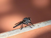 Δάγκειος πυρετός: Η νέα μάστιγα που προκ...