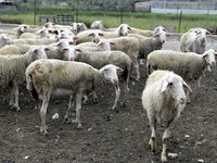 Δυτική Αχαΐα- Ευλογιά: Μετέφερε 150 αιγο...