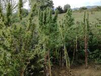 Χειροπέδες σε Αλβανό που αναζητούνταν γι...