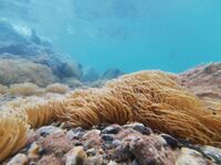 Φθιώτιδα: Θαλάσσια ανεμώνη τσίμπησε τετρ...