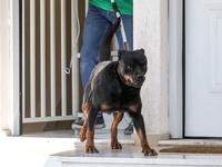 Ποια θα είναι η τύχη του ροντβάιλερ που ...