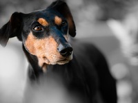 Πάτρα: Σκύλος έστειλε ηλιωμένο στο νοσοκ...