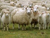 Αχαΐα: Παράνομη μεταφορά ζώων παρά τα κρ...