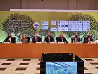 Αρχαία Ολυμπία: Αναγεννιούνται οι Ελαιών...