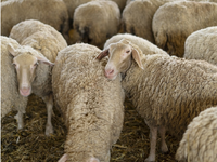 Δυτική Αχαΐα: Αγγίζουν τα 7.500 τα ζώα π...