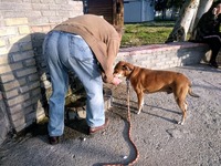 ΑΠΙΣΤΕΥΤΟ: Κυνηγός εκπαιδεύει τον σκύλο ...