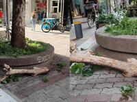 Αναστάτωση στη Λάρισα: Κορμός δέντρου έπ...