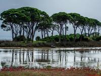Ο Πέλοπας συμμετέχει σε αναδάσωση στην Καλόγρια