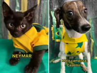 Μουντιάλ 2022: Φιλοζωική οργάνωση «βάφτι...