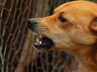 Σκύλος επιτέθηκε και δάγκωσε 5χρονο αγορ...