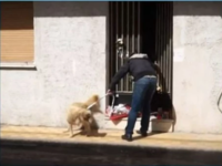 Φιλοζωικές οργανώσεις ζητούν να πάρουν τ...
