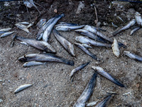 Λεπτοσπείρωση: Ανησυχία από την αύξηση τ...