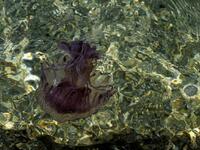 Λιγότερες αλλά... παρούσες οι τσούχτρες ...