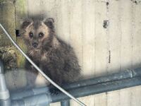 Όταν το μικρό αρκουδάκι στην Καστοριά έπ...