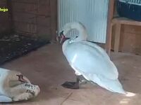 Συγκινητική ιστορία αγάπης δύο κύκνων στ...