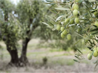 Ο πόλεμος της ελιάς: Με «τσιπάκια» πάνω ...