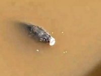 Πλημμύρες – Λάρισα: Βίντεο με ψάρια να κ...