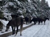 Άγρια άλογα στη χιονισμένη Άνω Χώρα Ναυπ...