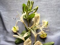 Το βότανο της ηρεμίας και της μακροζωίας...