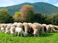 Ευλογιά αιγοπροβάτων: Σκληρά μέτρα έως τ...