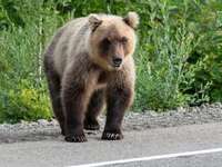 Τροχαίο με νεκρό αρκουδάκι έξω από το Δρ...