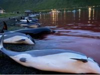 Η μεγαλύτερη μαζική σφαγή δελφινιών στην ιστορία: Σκότωσαν 1.428 δελφίνια για ένα έθιμο!- Προσοχή, ΣΚΛΗΡΕΣ ΕΙΚΟΝΕΣ
