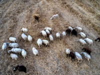 Ευλογιά Αιγοπροβάτων- Δυτική Ελλάδα: Που...