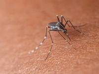 Κουνούπια: Πώς ακριβώς μας... πίνουν το ...