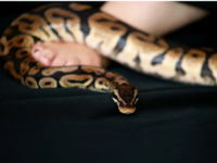 Λαθρέμπορος εξωτικών ειδών έκρυψε στο πα...