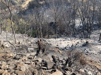 Γιατί ο Δήμαρχος Ερυμάνθου μιλάει για εμ...
