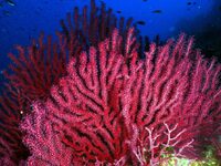 Ο φετινός «θαλάσσιος καύσωνας» αποδεκάτι...