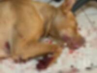 Κρέμασε σκύλο και του έκοψε τους όρχεις ...