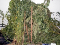 Βρήκαν χασισοφυτεία σε χωριό των Καλαβρύ...