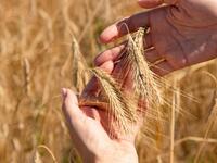 Η ΕΕ σπαταλά 153 εκ. τόνους τροφίμων τον...