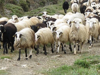 Αχαΐα: Είχαν ρημάξει τις στάνες- Τέσσερι...