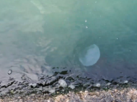 Οι "μέδουσες του φεγγαριού" έκ...