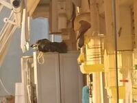 Πάτρα: Τρόμος από γεράκι που επιτίθεται ...