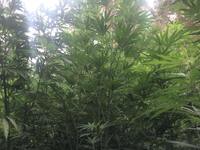 Πάτρα: Συνελήφθησαν δύο καλλιεργητές ναρ...