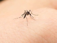 Κουνούπια: Συναγερμός λόγω υψηλών θερμοκρασιών