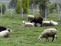Αμαλιάδα: Mπήκαν σε χωράφι κι έκλεψαν ζώα