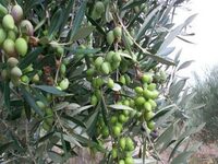 Ελαιόλαδο: Μεγάλοι χαμένοι Ισπανία και Ι...