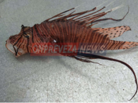 Πρέβεζα: Εμφανίστηκε και πάλι το δηλητηρ...