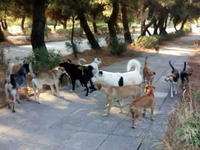 Τρόμος στο πανεπιστήμιο Πατρών από τις ε...