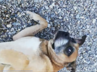 Φωτιά Ζήρια: Σκυλάκος με εγκαύματα στο Λ...