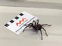 Μύκητας στη Βόρεια Ιρλανδία ελέγχει αράχ...