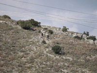 Τύρναβος: Τι λέει ο κτηνοτρόφος που ειδο...