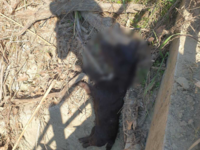 Ηλεία: Σκυλί βρέθηκε κρεμασμένο σε γέφυρ...